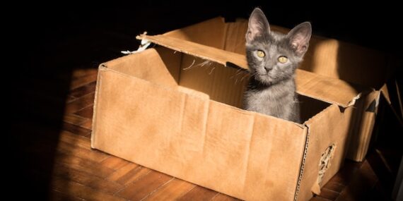 kat in doos om te verhuizen